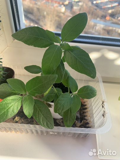 Комнатные цветы Антуриум, бровалия