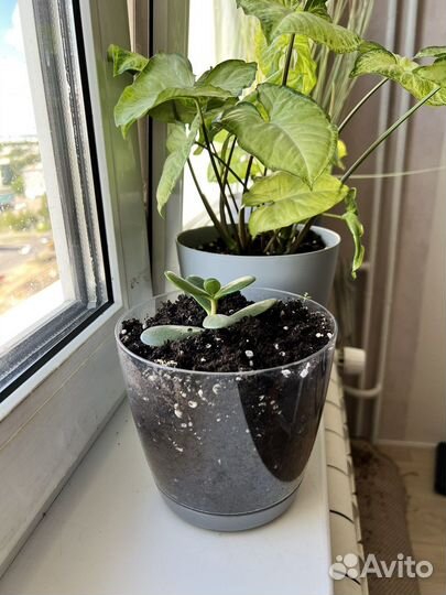 Комнатные цветы