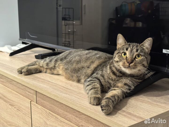 Кошка окраса табби