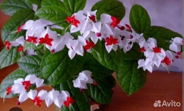 Клеродендрум томпсон