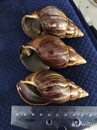 Улитки ахатины