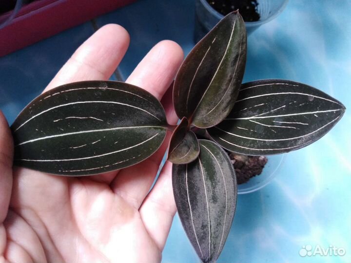 Комнатные растения, драгоценная орхидея, лудизия