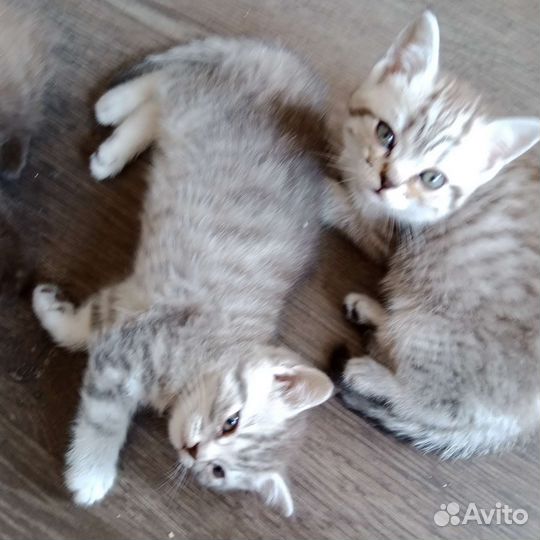 Сладкие булочки