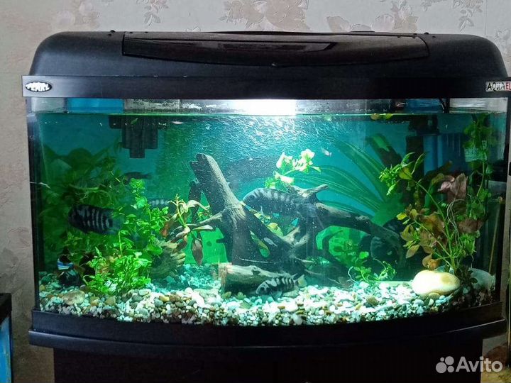 Аквариум, корм для рыбок