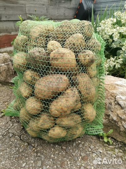 Продам картофель