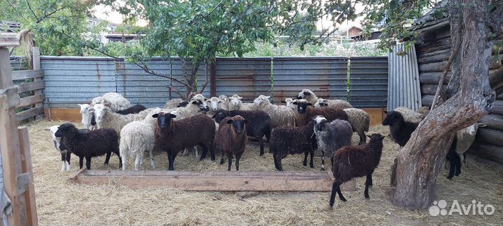 Овцы и бараны