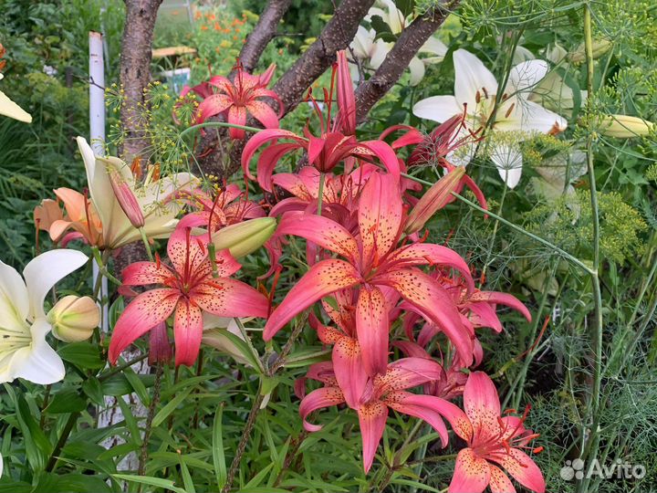 Белые лилии