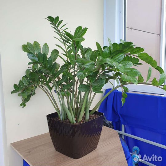 Замиокулькас