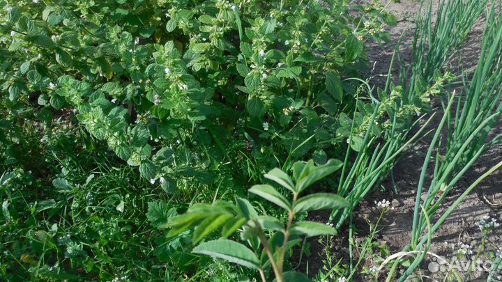 Мелисса лимонная