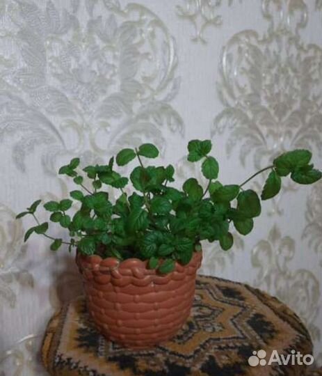 Мята комнатная отдам