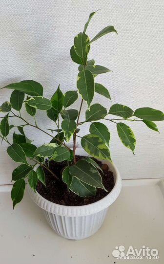 Фикус Бенджамина