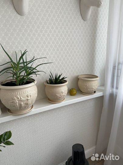 Горшки керамические с алоэ