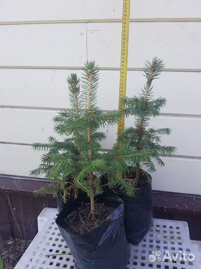 Саженцы декоративных растений