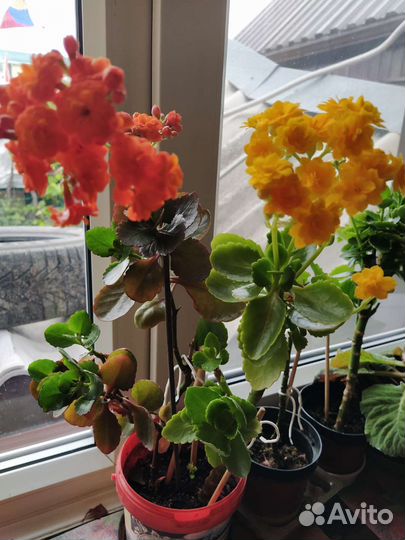 Алое,кактусы