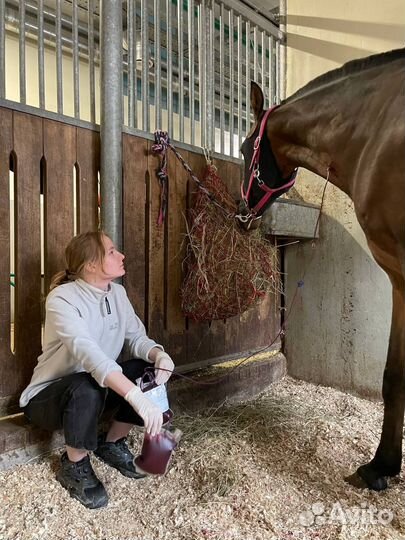 Ветеринар на дом