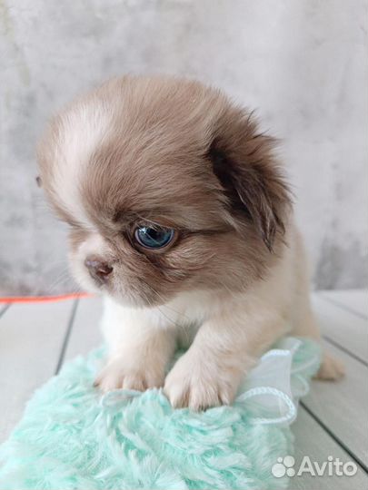 Щенки чихуахуа