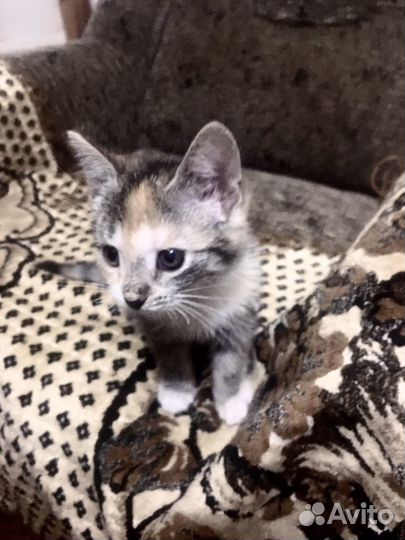 Отдам бесплатно котенка