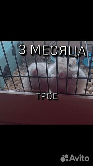 Джунгарские хомячки