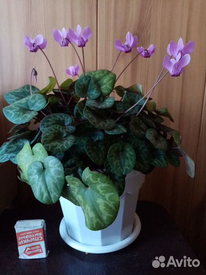 Европейский цикламен
