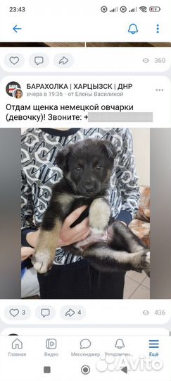 Собака в добрые руки