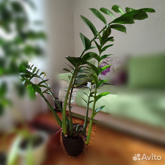 Замиокулькас высотой 50-90см