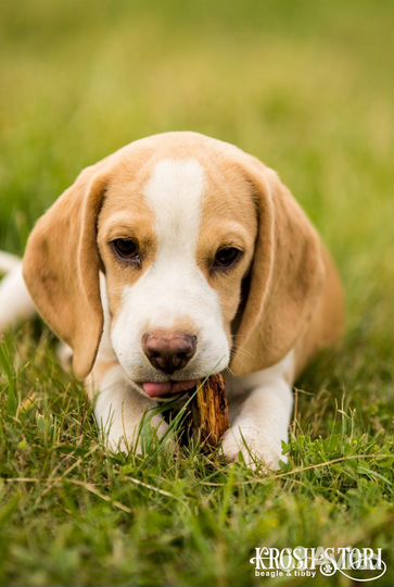 Щенки бигля