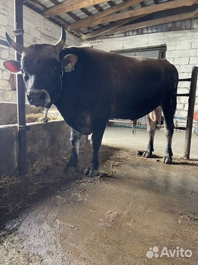 Бык на племя