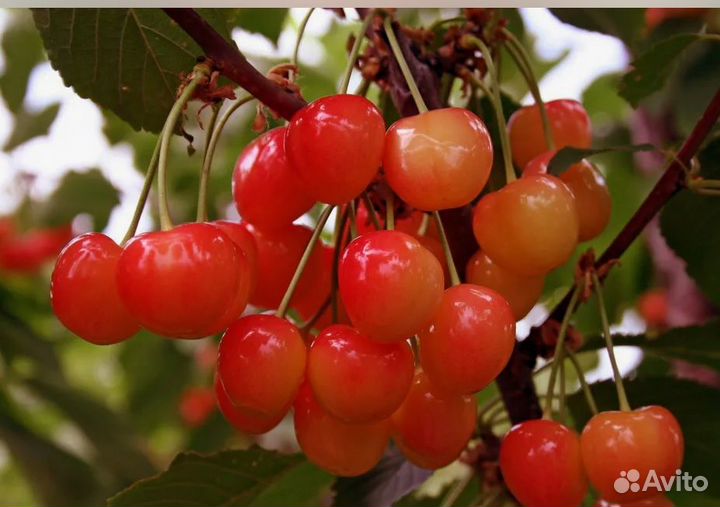 Черешня Ипуть, Ревна, Фатеж Н1,2м