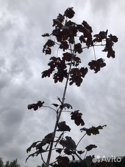 Клен остролистный Кримсон сентри