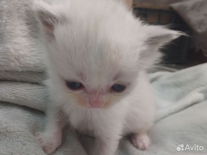 Котята шантладской +персидской породы
