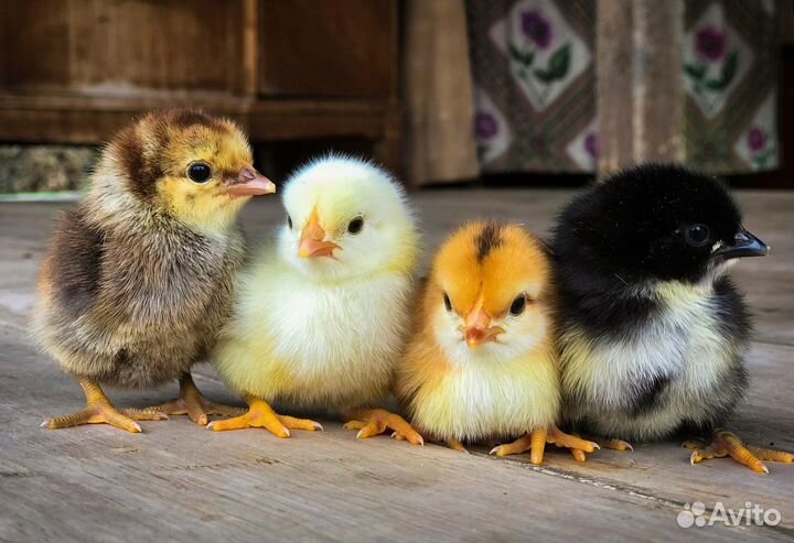 Цыплята суточные/подрощенные