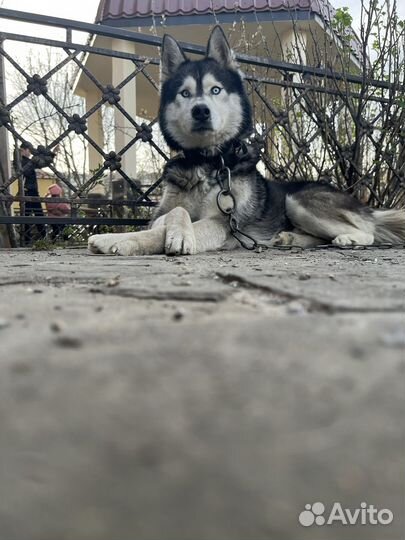 Сибирский хаски вязка