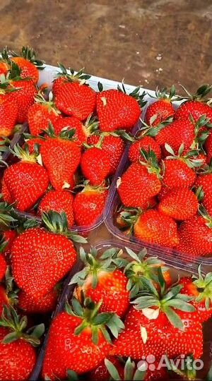 Клубника оптом