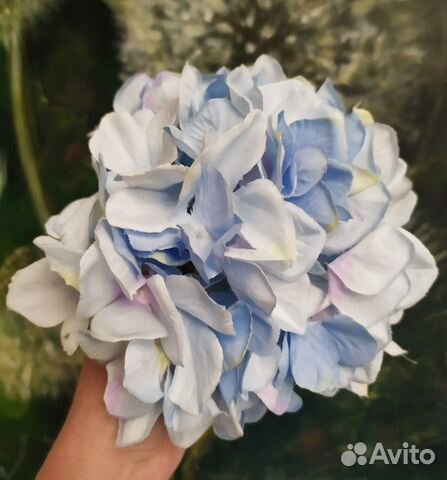 Гортензий головы (голубые)