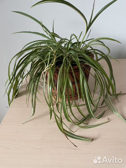 Хлорофитум с горшком