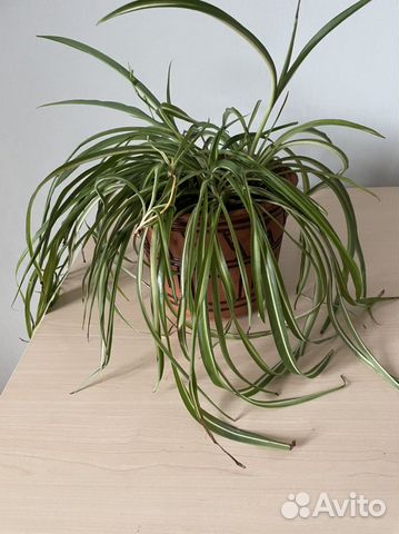 Хлорофитум с горшком