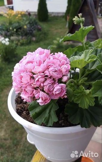 Пеларгония Anita