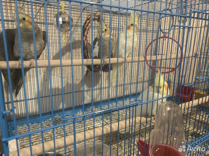 Попугай Корелла мальчик