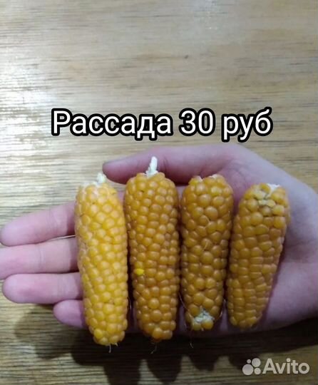 Рассада кукурузы