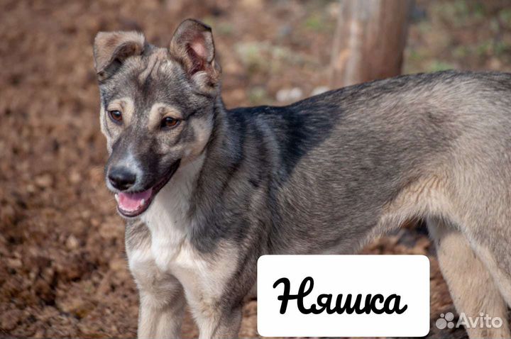 Возьми собаку с приюта