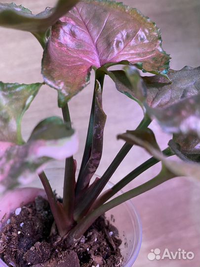 Сингониум клубничный лед