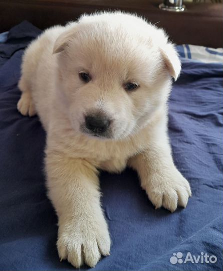 Щенок в добрые руки бесплатно