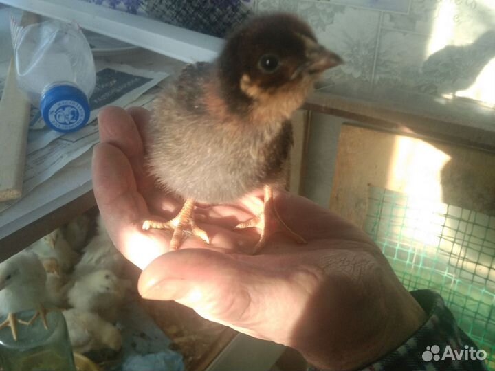 Цыпок помесных