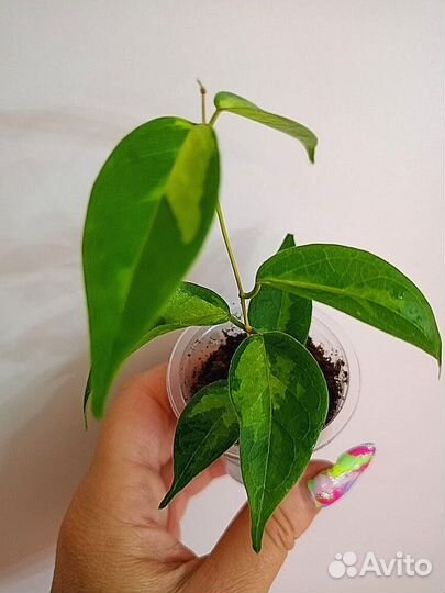 Хойя. Разные