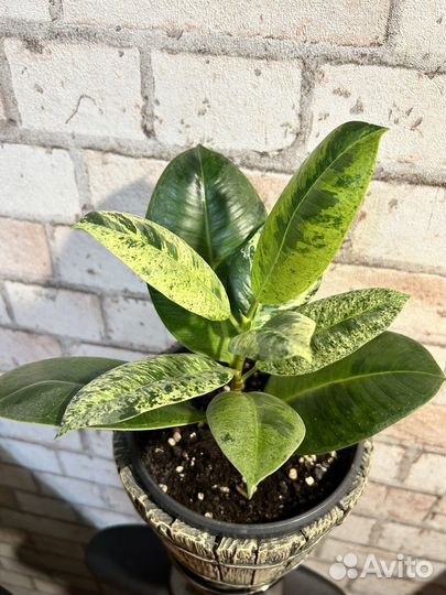 Фикусы разные коллекционные