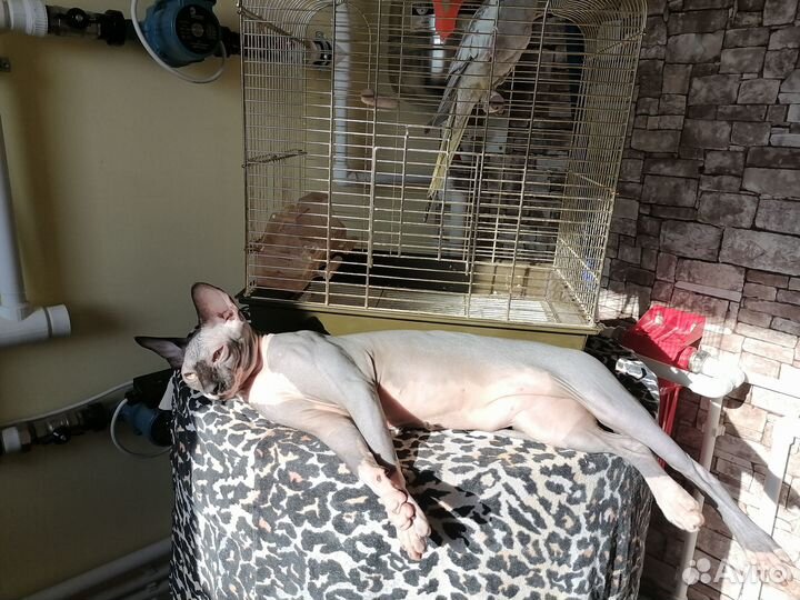 Канадский сфинкс вязка