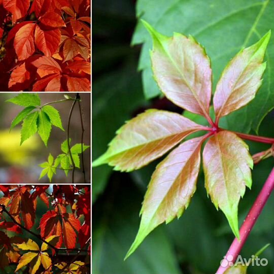 Девичий виноград. Черенки и отростки с корнем