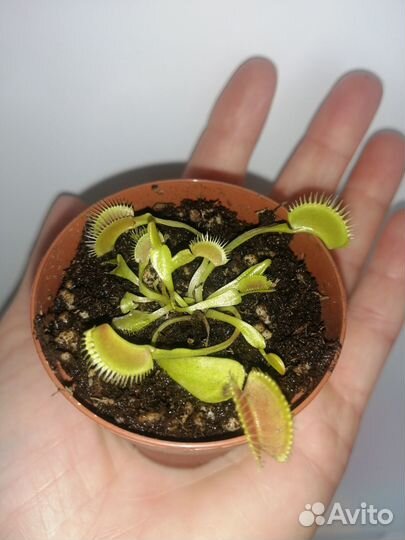 Ростки венериной мухоловки
