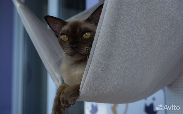 Бурманские котята питомник