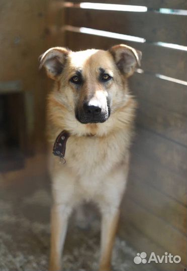 Винки Собака в добрые руки